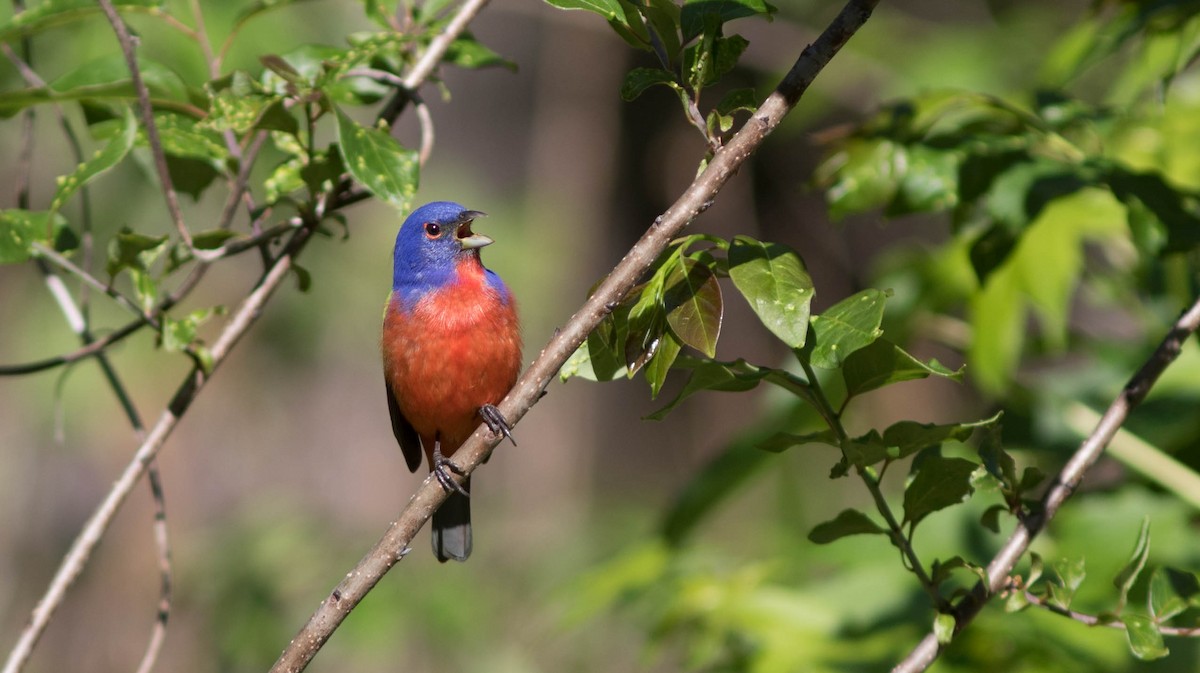 Painted Bunting - ML98591241