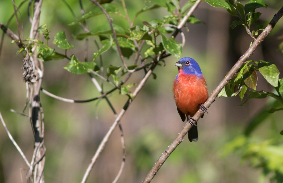 Painted Bunting - ML98591271