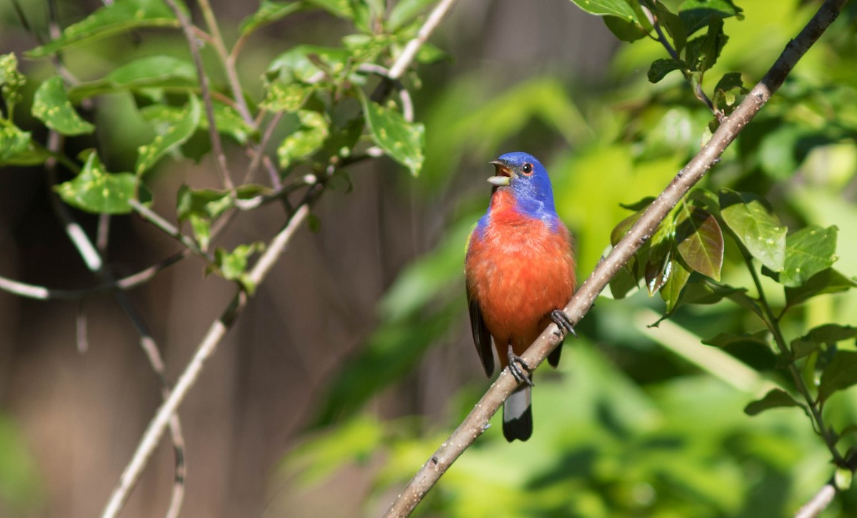 Painted Bunting - ML98591281