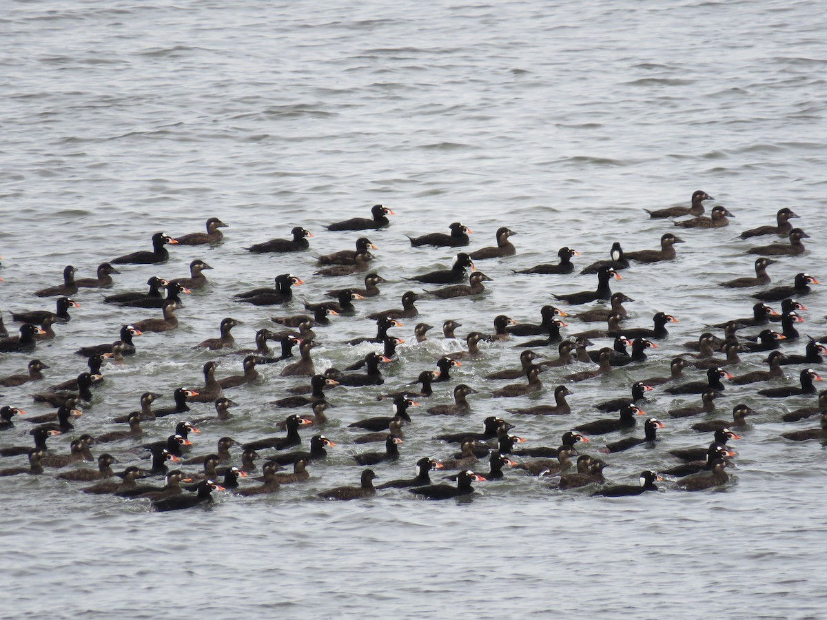 Surf Scoter - Vanessa Lugin