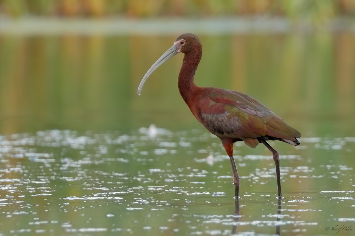 White-faced Ibis - Sharif Uddin