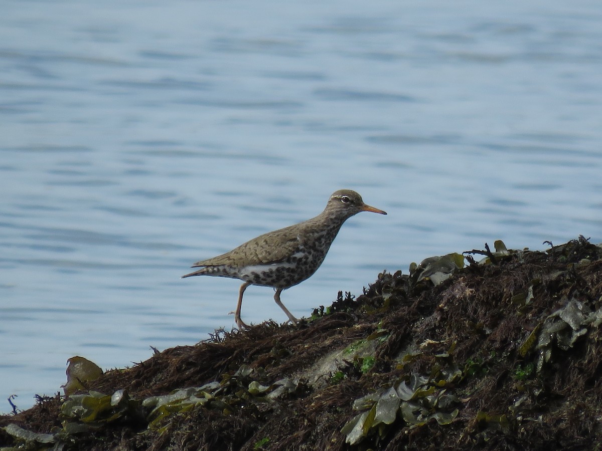 Spotted Sandpiper - ML98593771