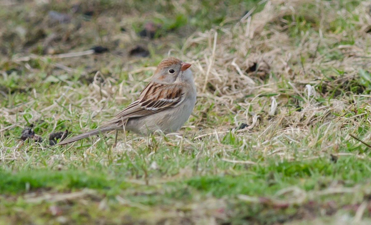 Field Sparrow - ML98596121