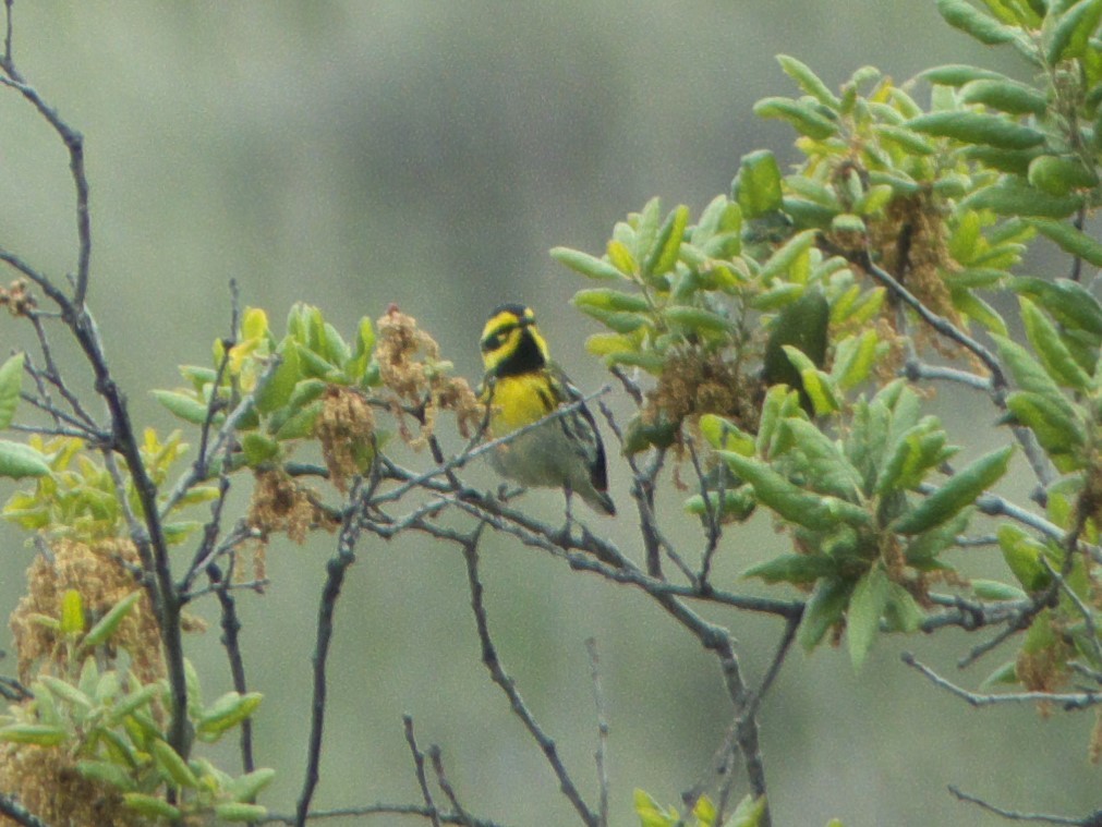 Townsend's Warbler - ML98596851