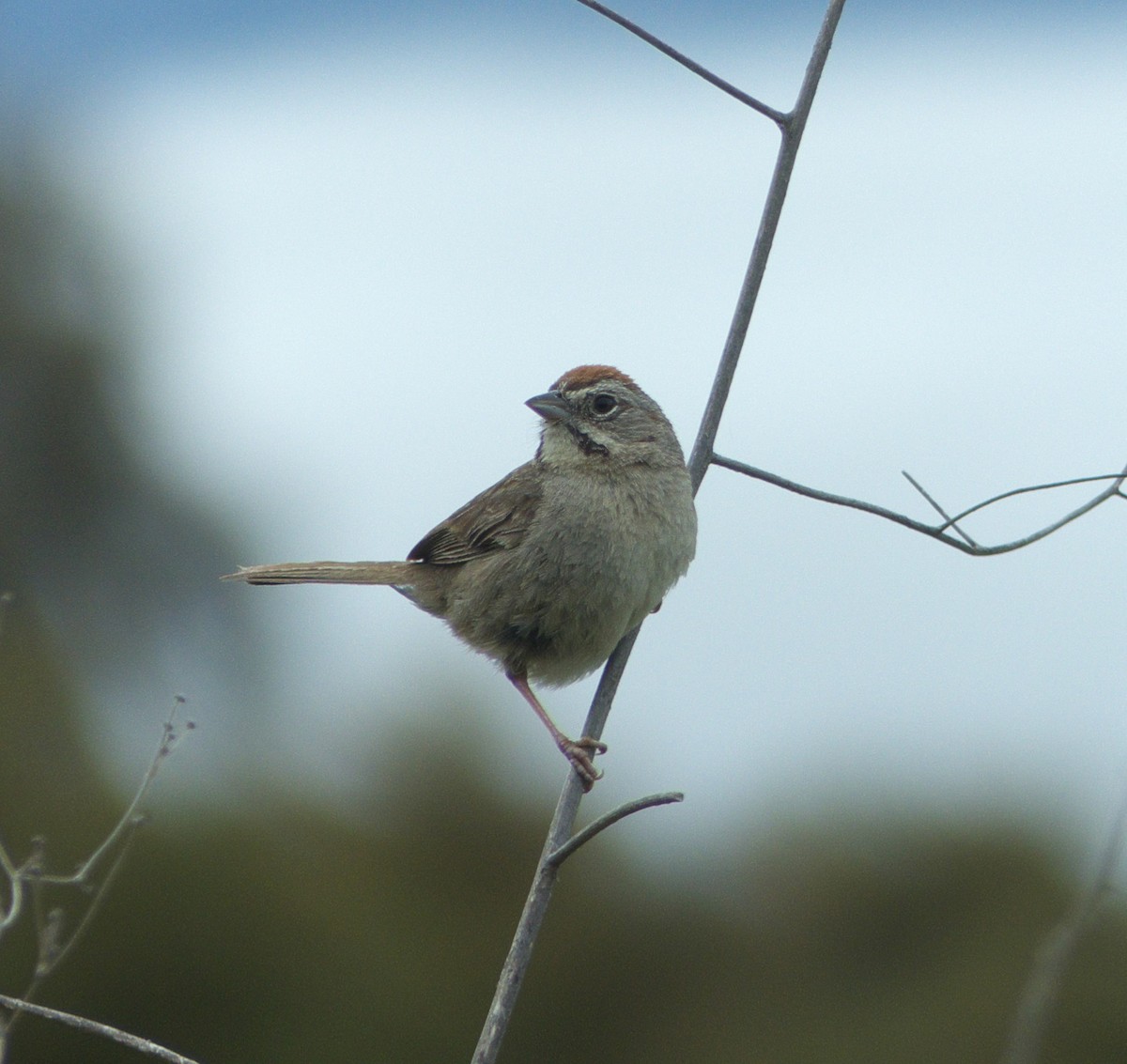 Rufous-crowned Sparrow - ML98597401