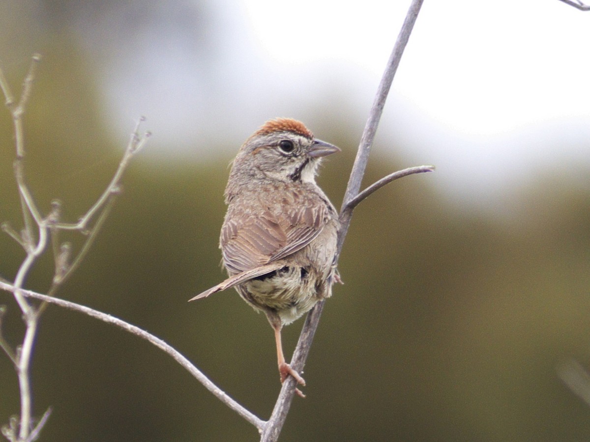 Rufous-crowned Sparrow - ML98597481