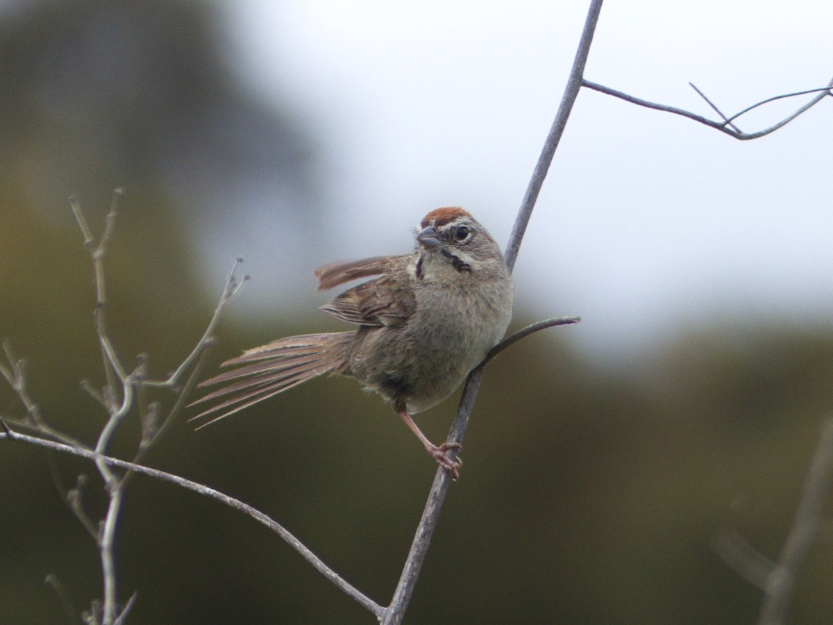 Rufous-crowned Sparrow - ML98597491