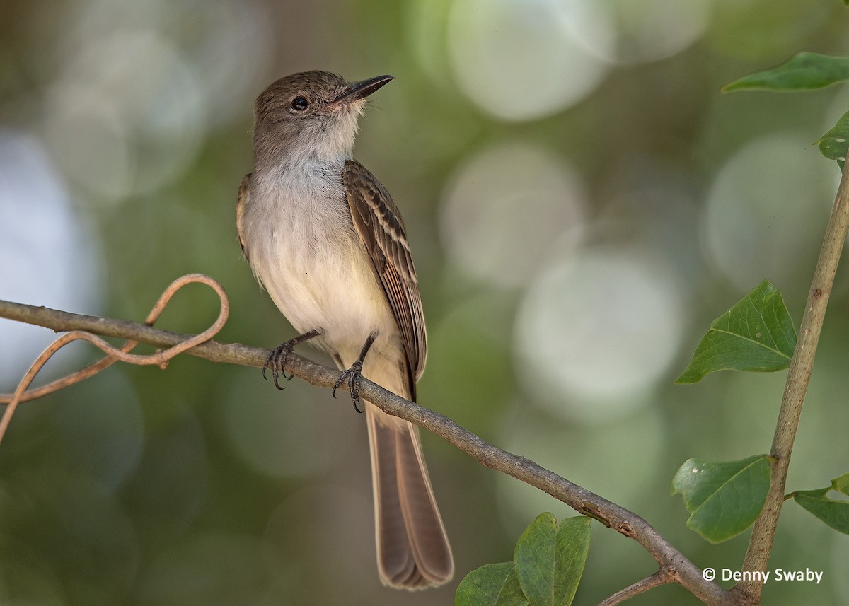 La Sagra's Flycatcher - ML98597531