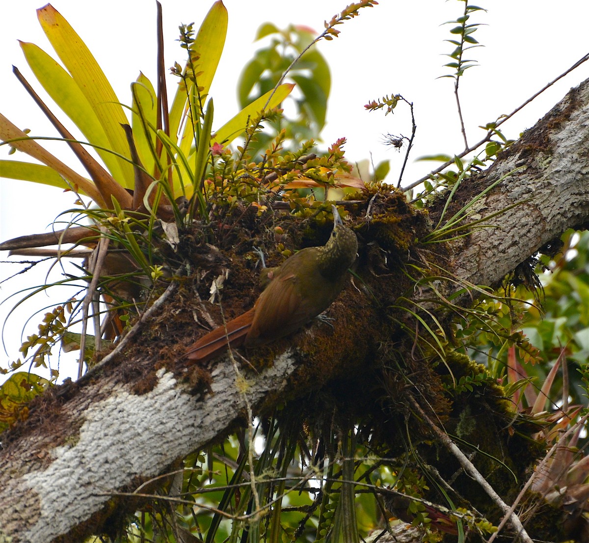 Olive-backed Woodcreeper - ML98597661