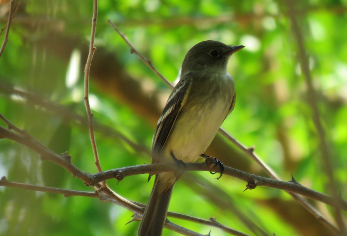 Willow Flycatcher - ML98598681