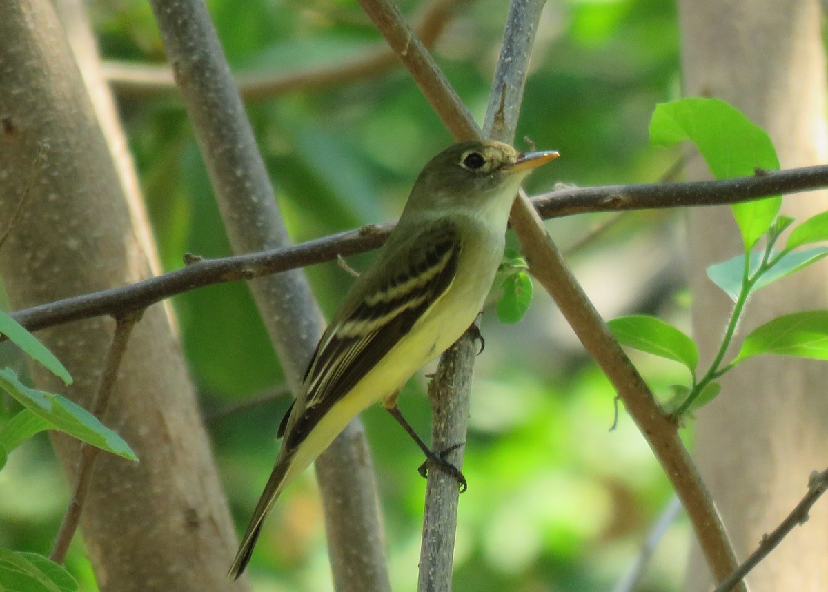 Alder Flycatcher - ML98598731