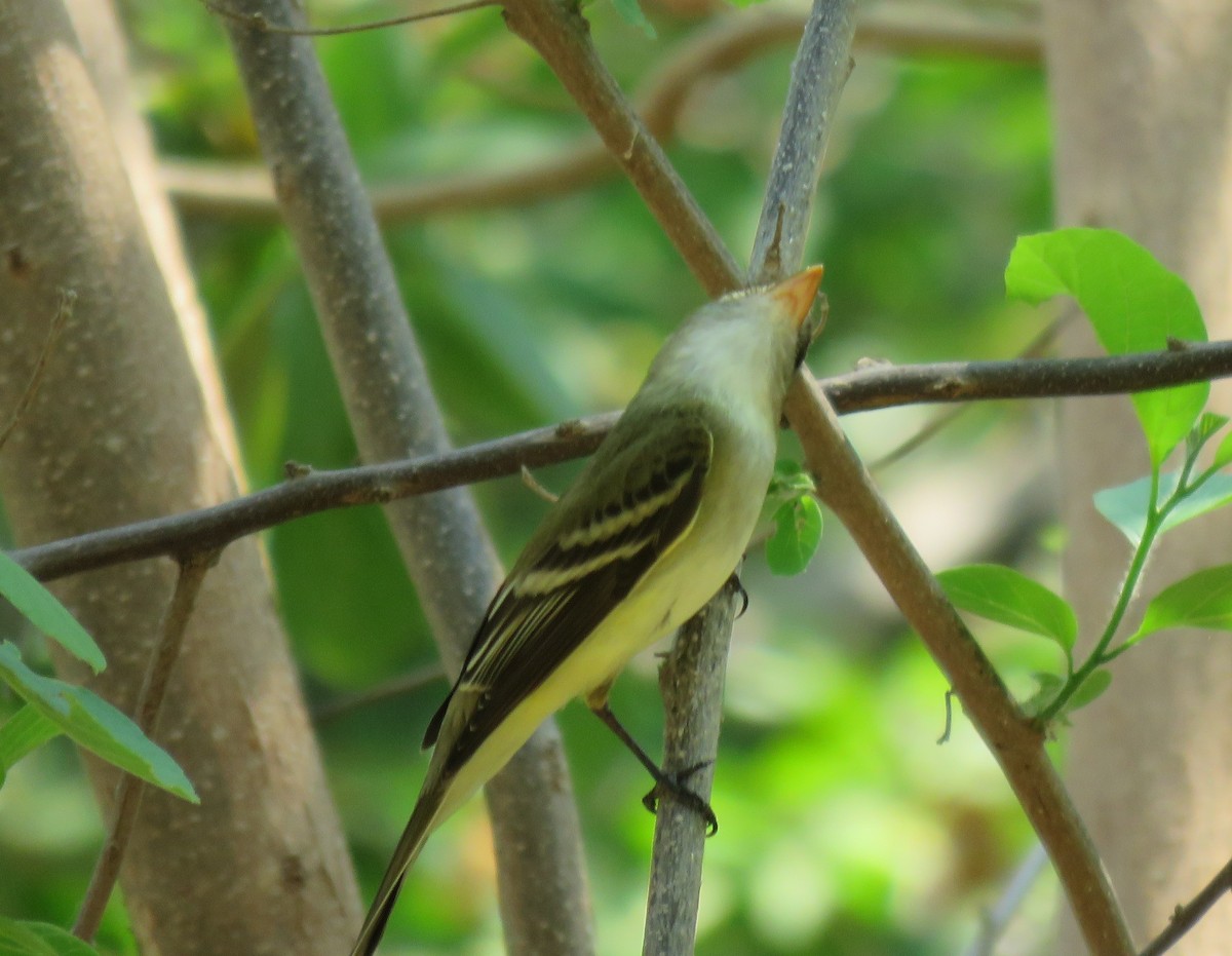 Alder Flycatcher - ML98598771