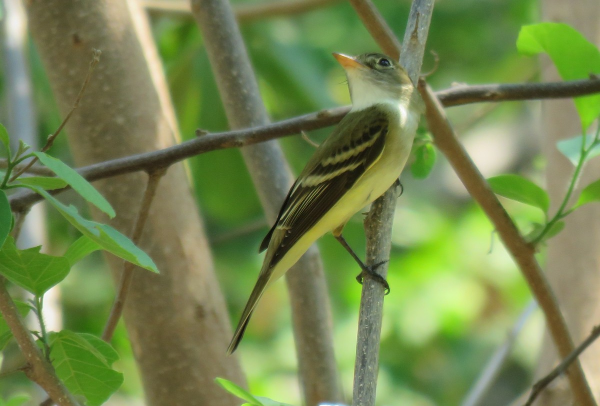 Alder Flycatcher - ML98598811