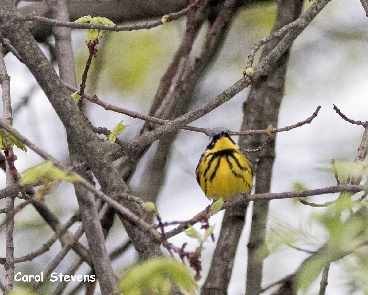 Magnolia Warbler - Carol Stevens