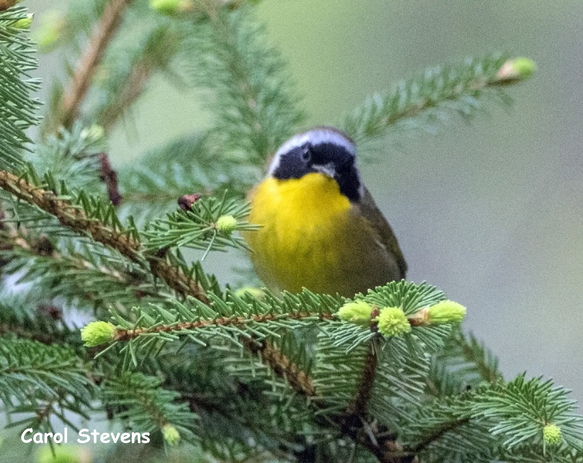 Common Yellowthroat - ML98599571