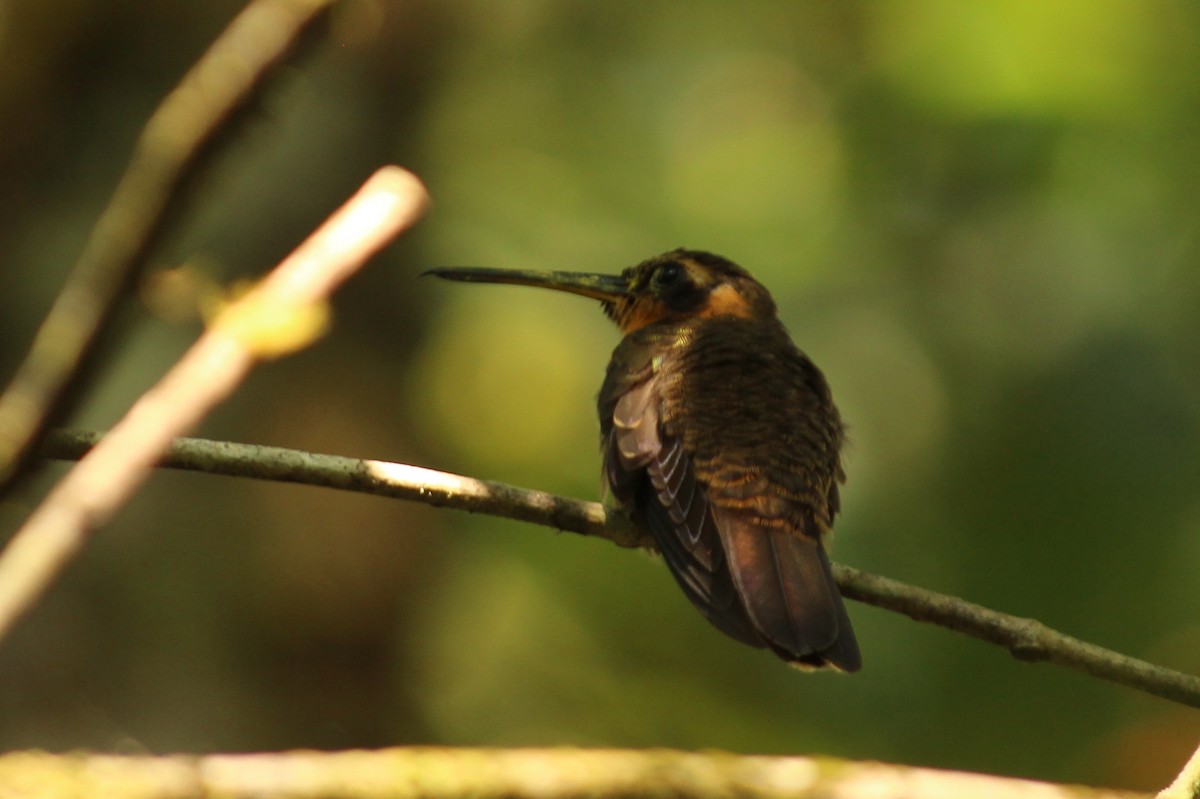 kolibřík pilozobý - ML98599781