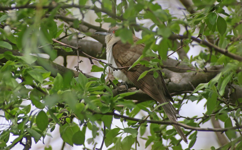 Schwarzschnabelkuckuck - ML98600271