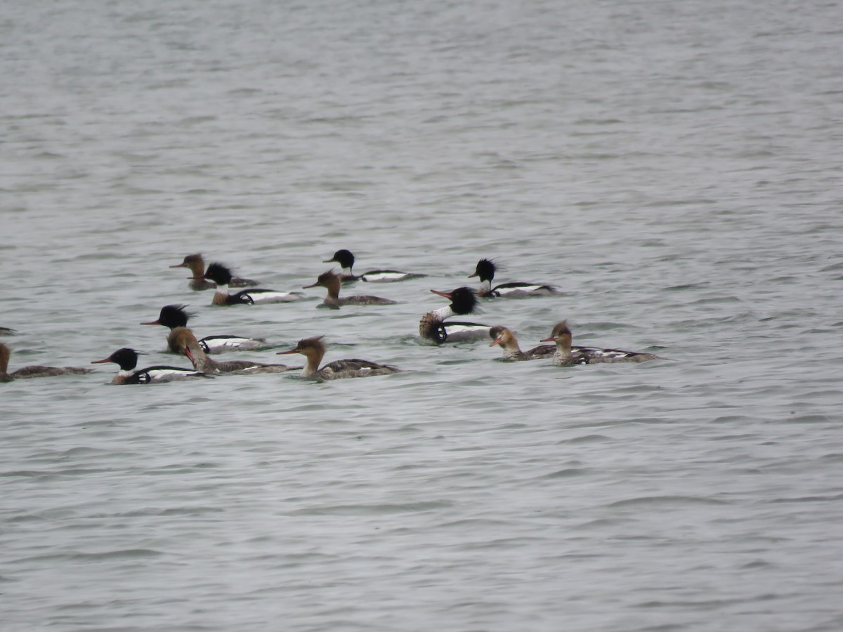 Red-breasted Merganser - ML98600641