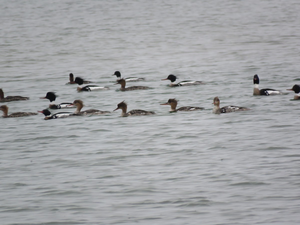 Red-breasted Merganser - ML98600681