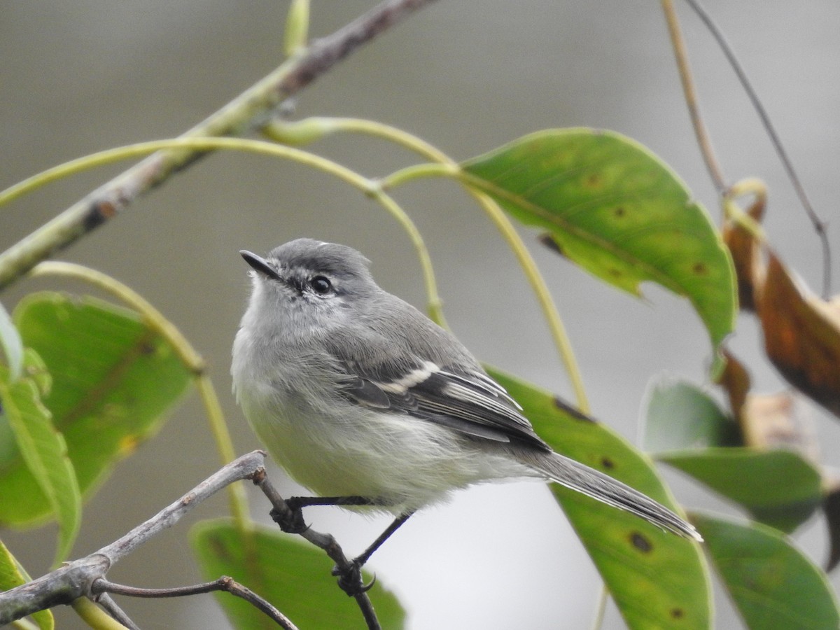 White-crested Tyrannulet (Sulphur-bellied) - ML98600901