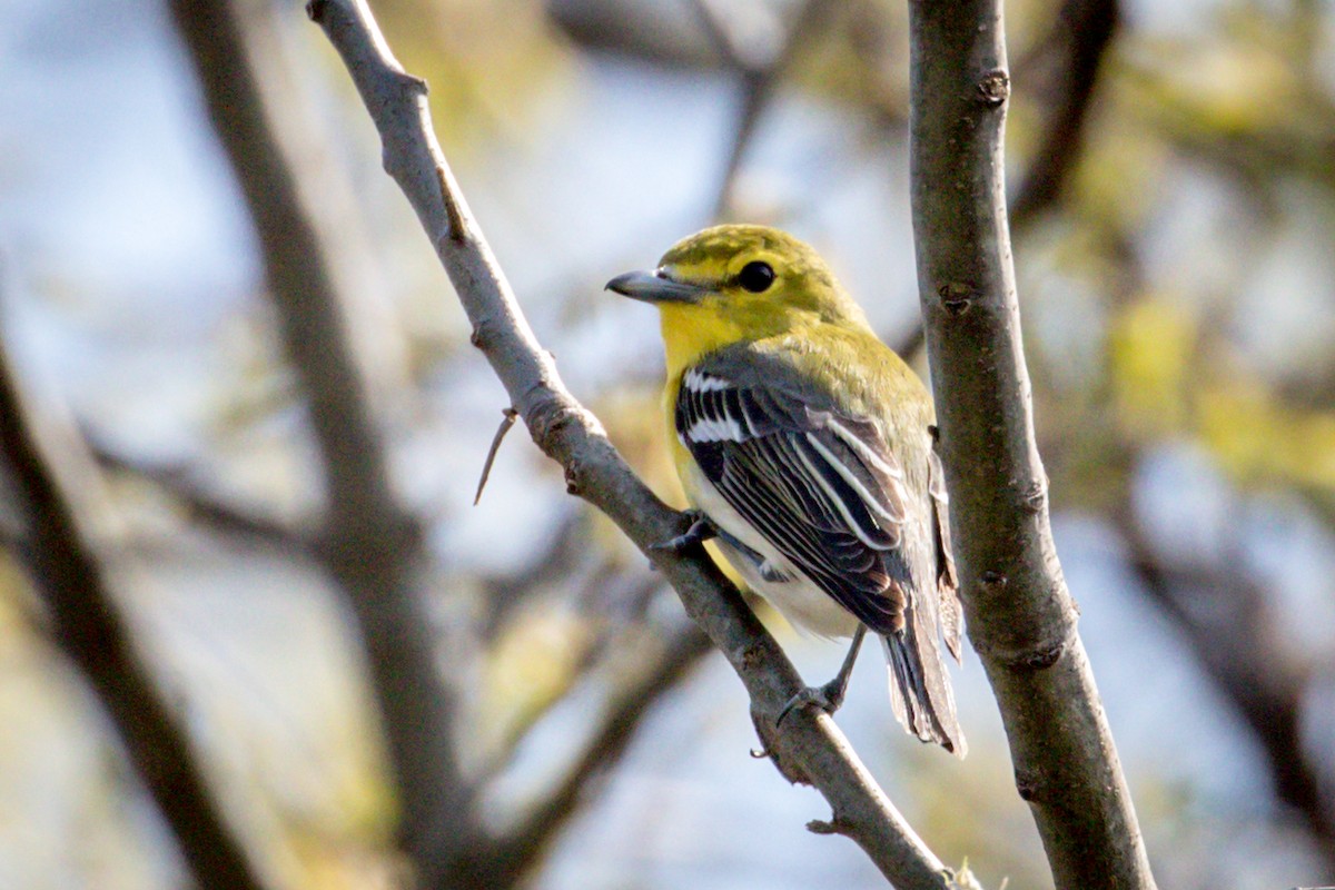 Yellow-throated Vireo - ML98603631