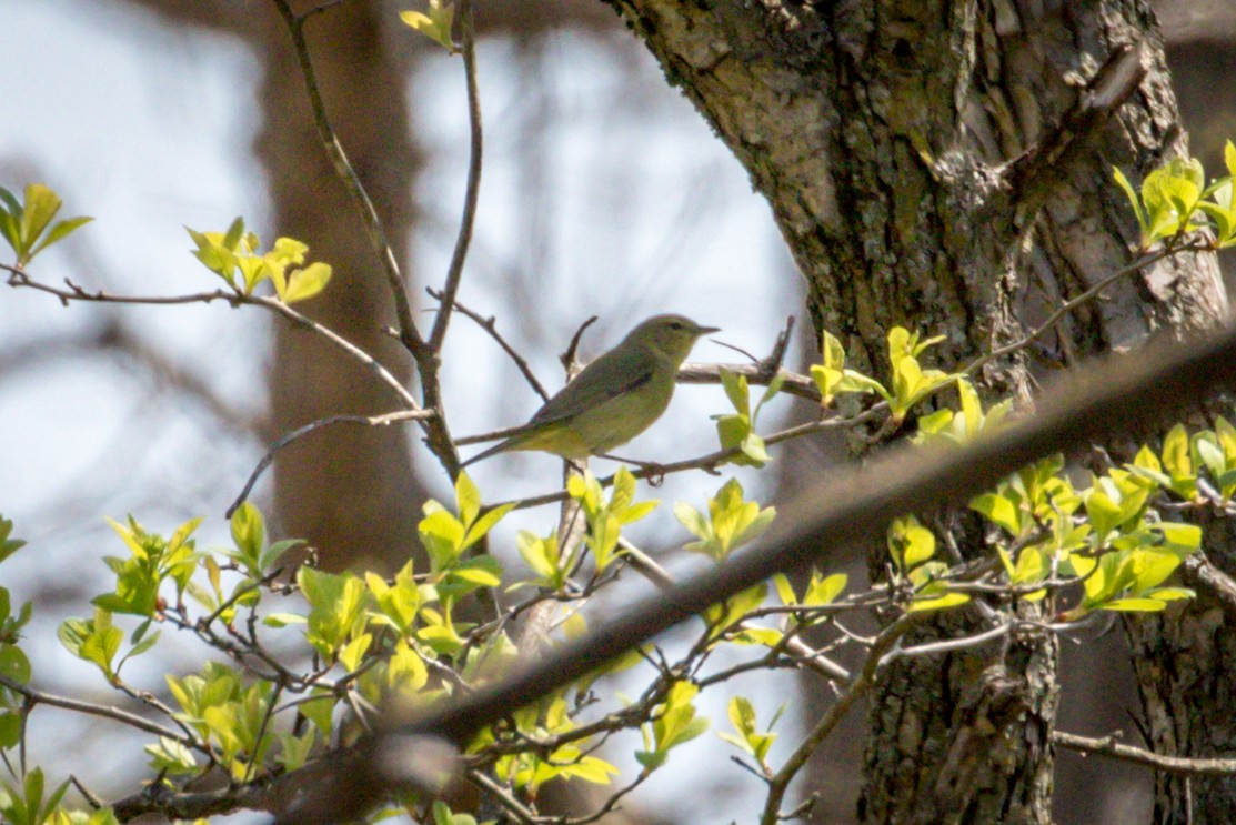 Orange-crowned Warbler - Michael Warner