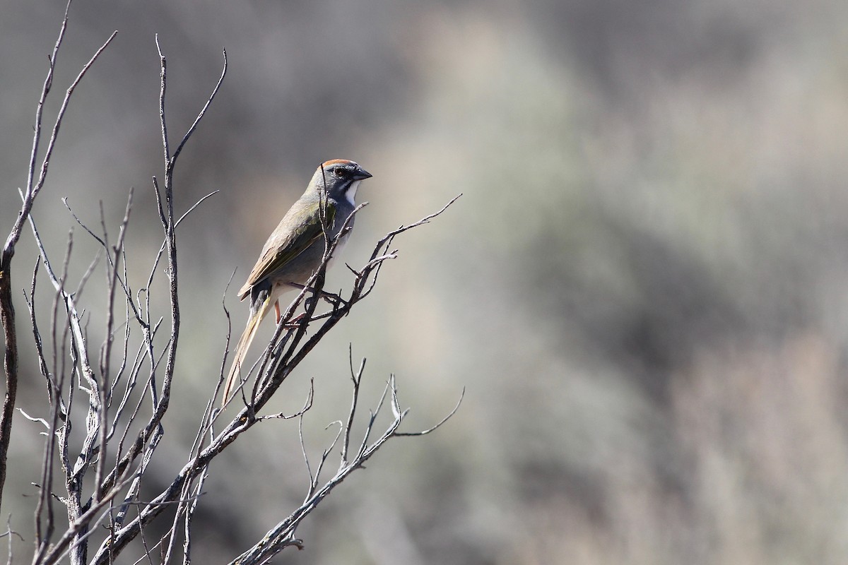 Green-tailed Towhee - ML98604841