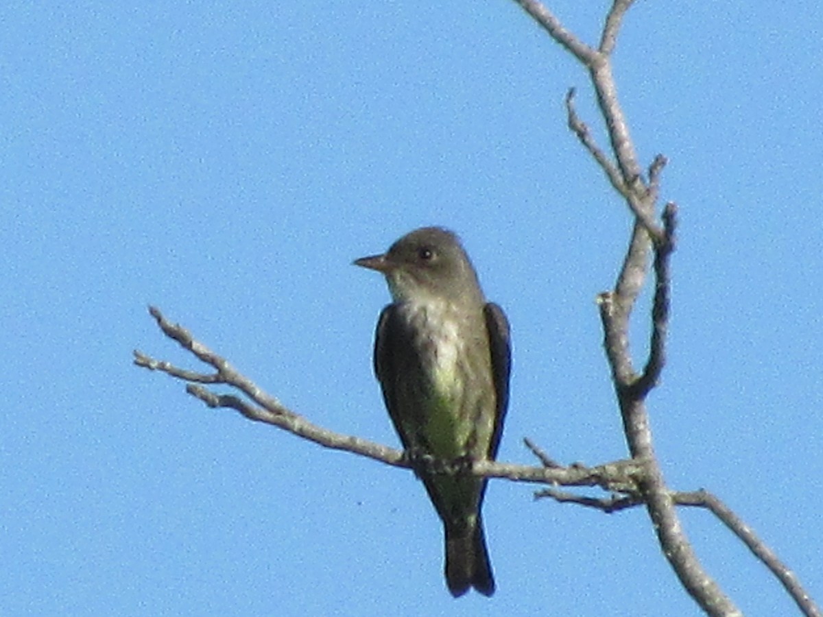 Olive-sided Flycatcher - ML98605321