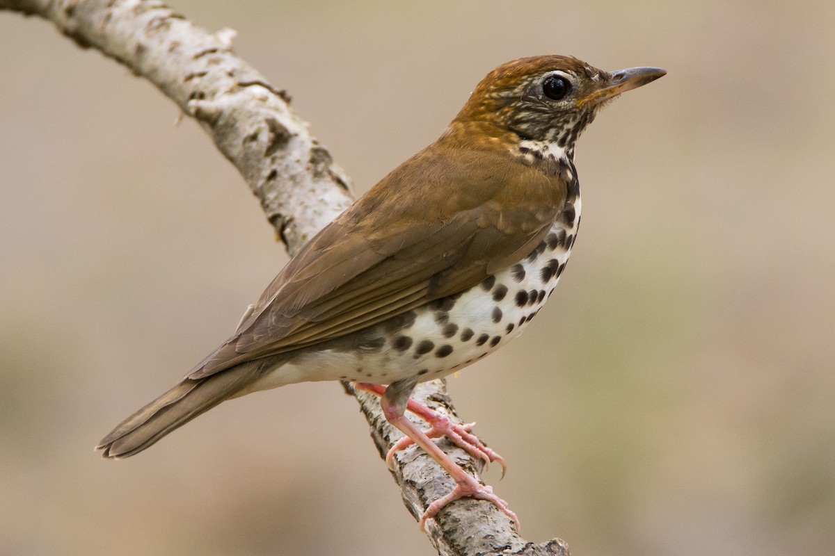 Wood Thrush - Beth and Dan Fedorko