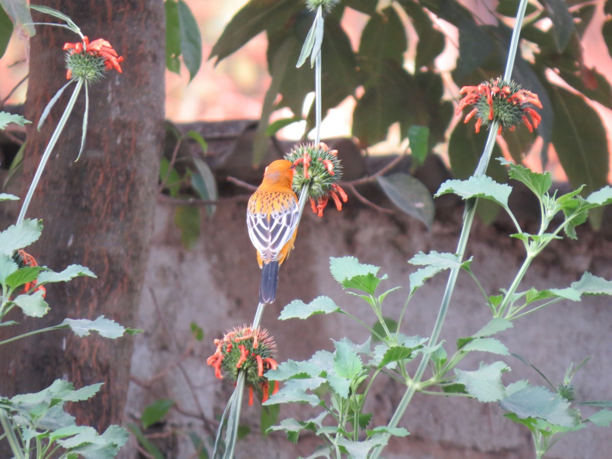 Streak-backed Oriole - Kirey Barragan