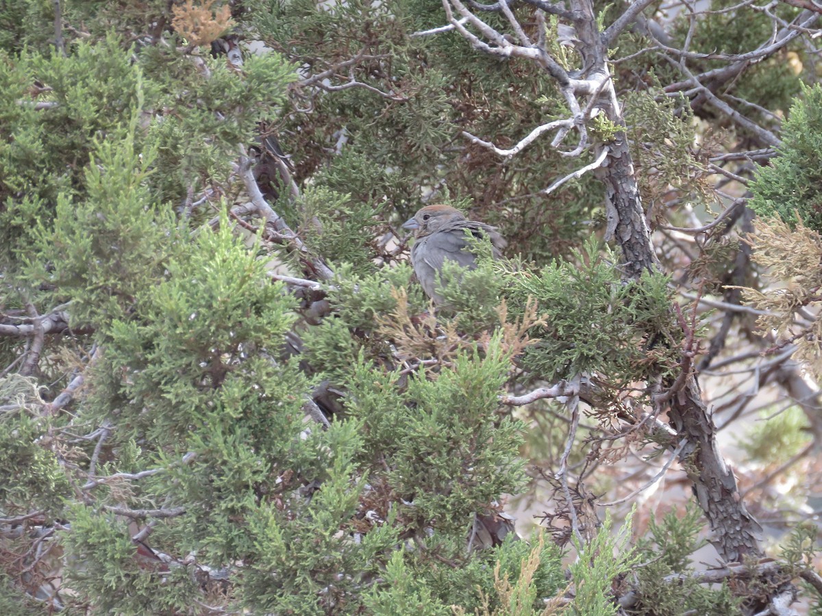 Canyon Towhee - ML98606971