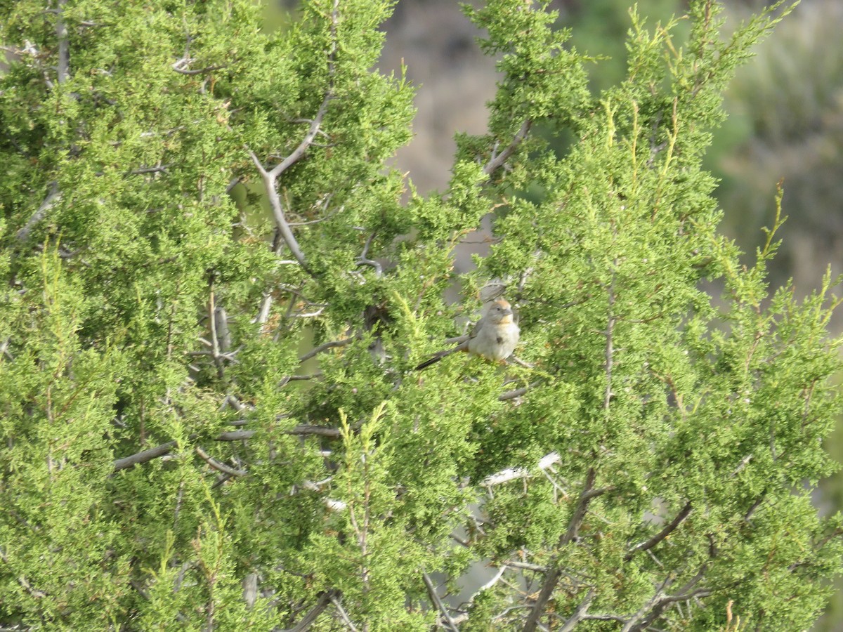 Canyon Towhee - ML98606981