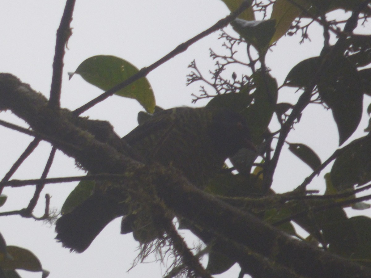 Barred Fruiteater - ML98609551