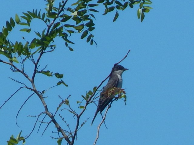 Eastern Kingbird - Jason Fisher