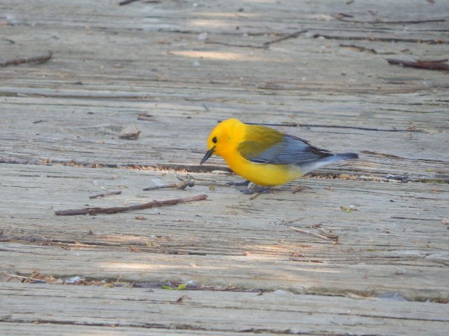 Prothonotary Warbler - Jason Fisher