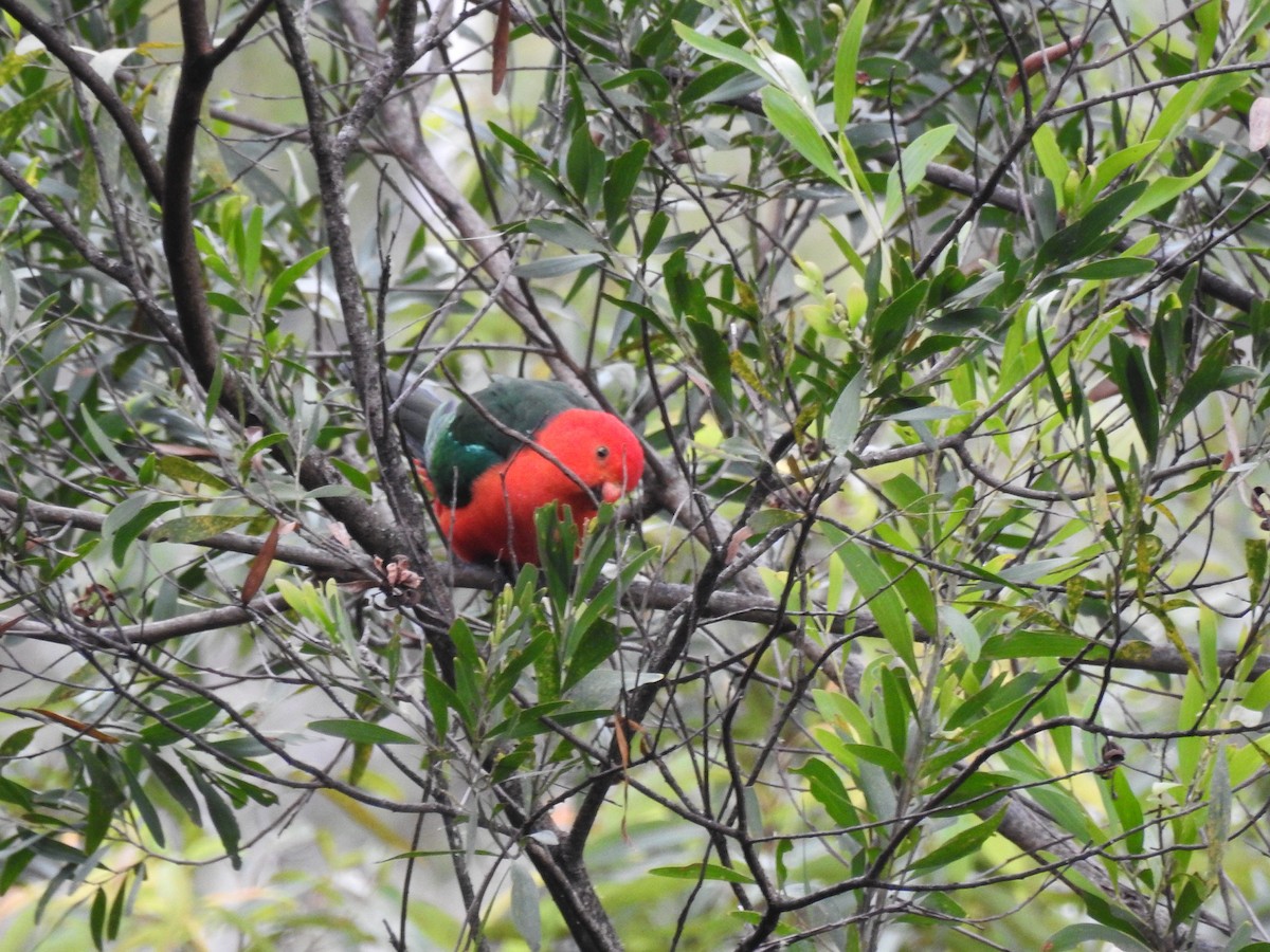 Avustralya Kral Papağanı - ML98611421