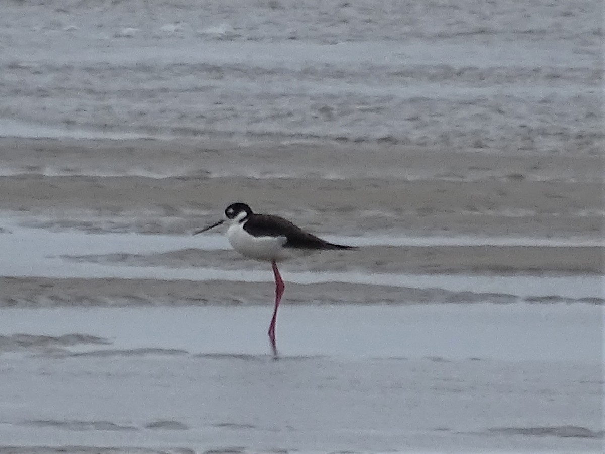 Black-necked Stilt - ML98611801