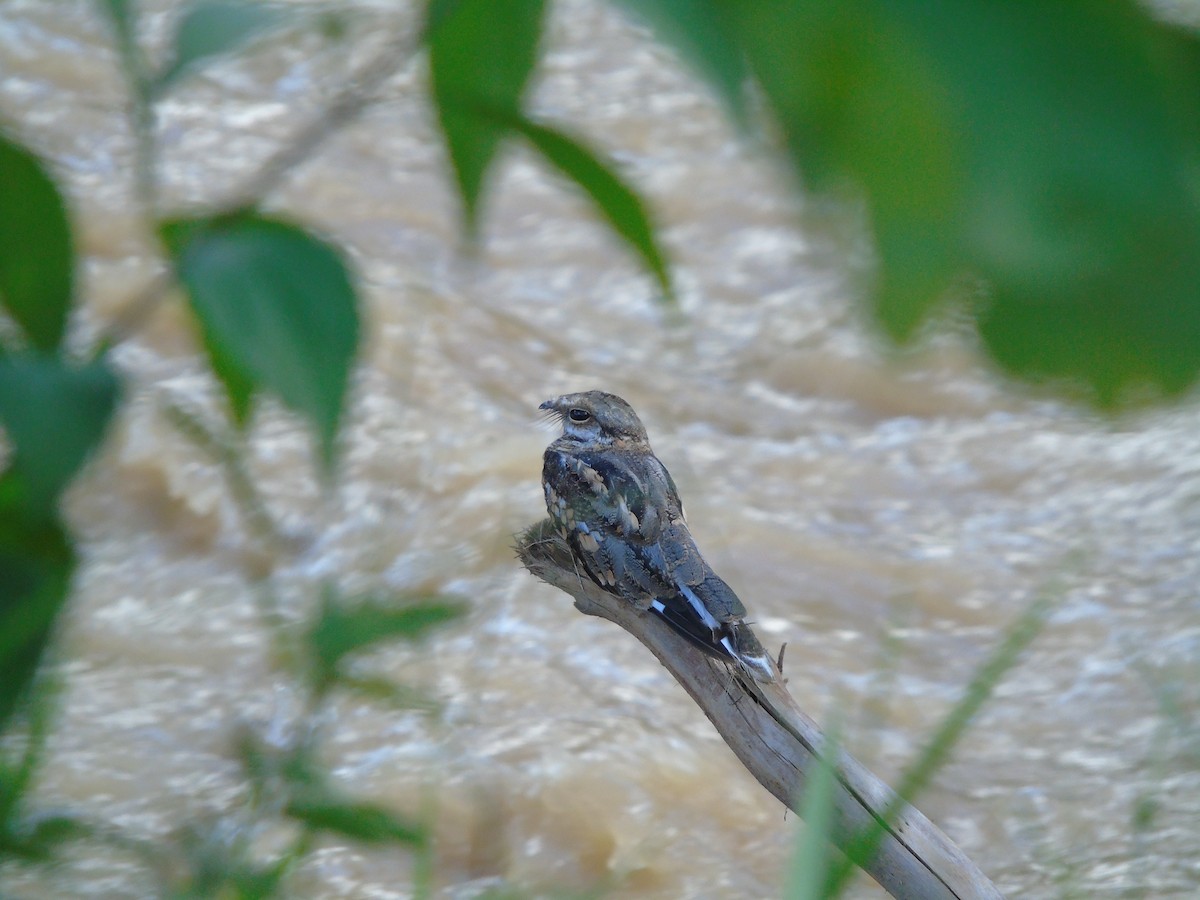 White-tailed Nightjar - ML98612141