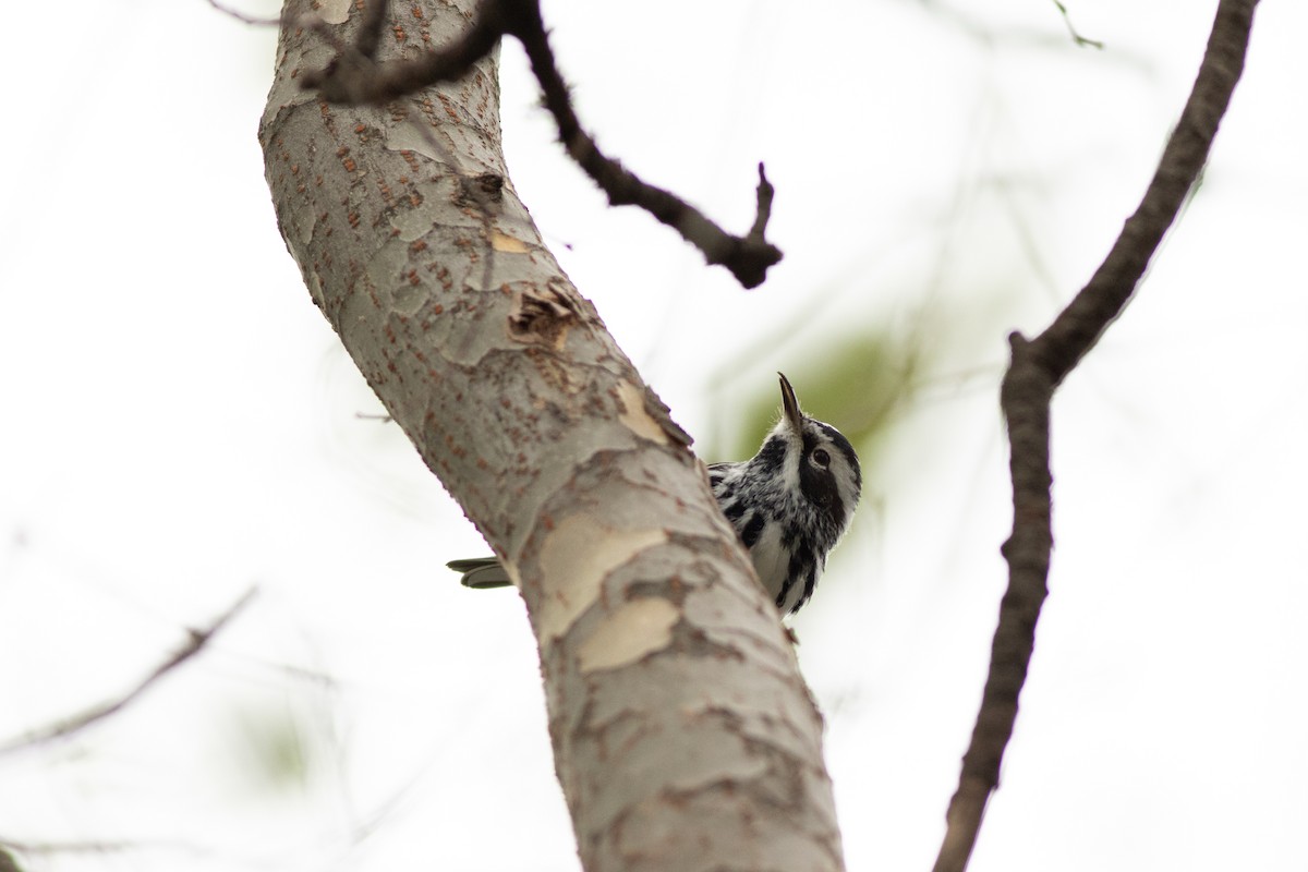 Black-and-white Warbler - Max McCarthy