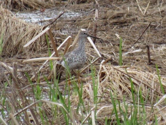 Greater Yellowlegs - Kathleen Ashman