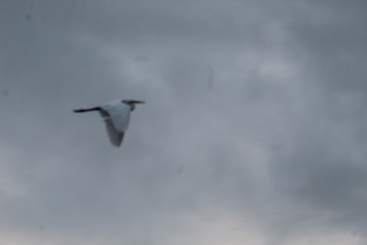 Great Egret - RUBEN DELZO PONCE
