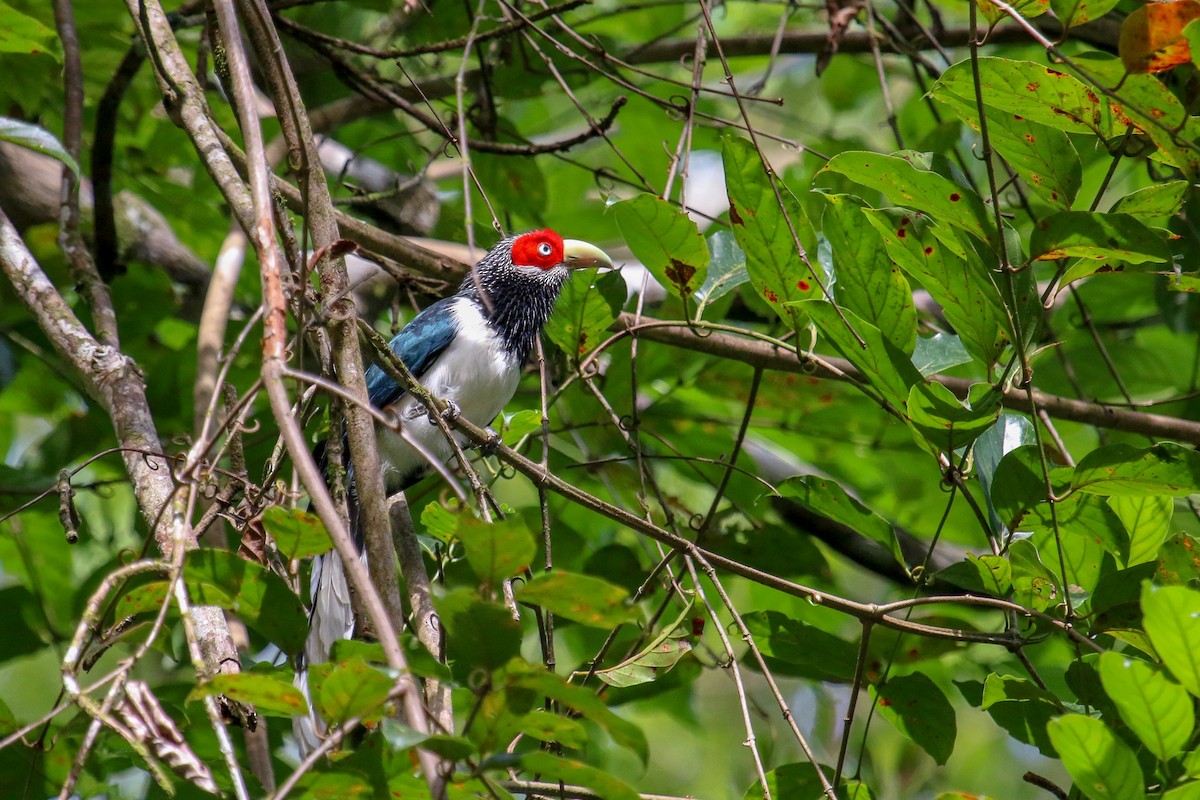 Red-faced Malkoha - Tommy Pedersen