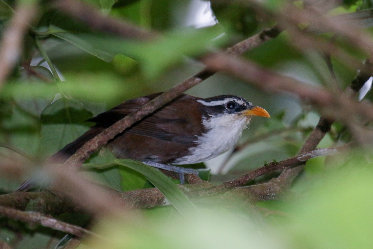 Sri Lanka Scimitar-Babbler - ML98617081