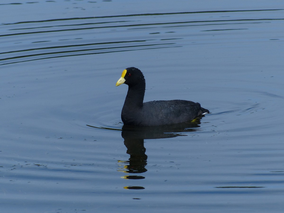 White-winged Coot - ML98617131