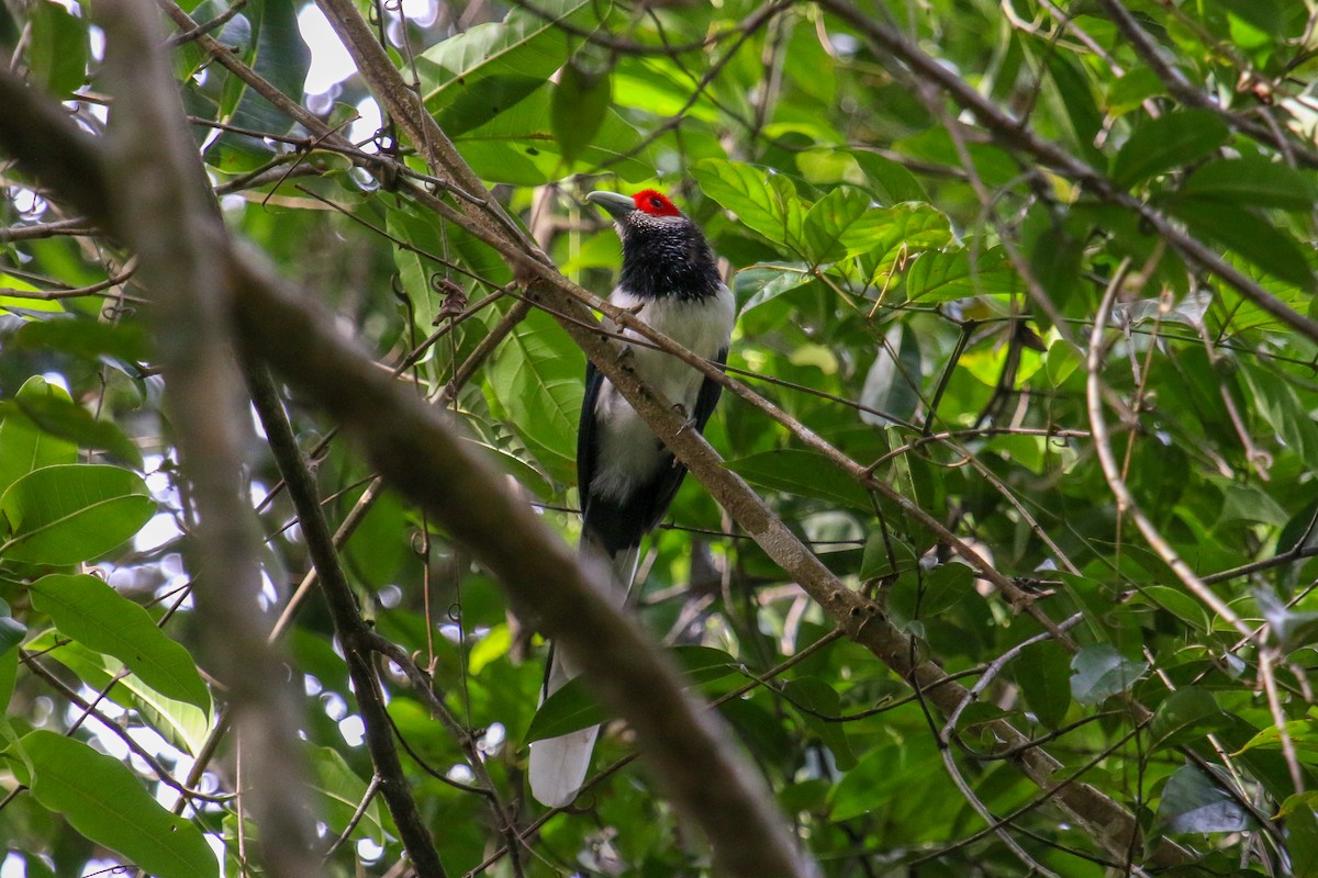 Red-faced Malkoha - Tommy Pedersen