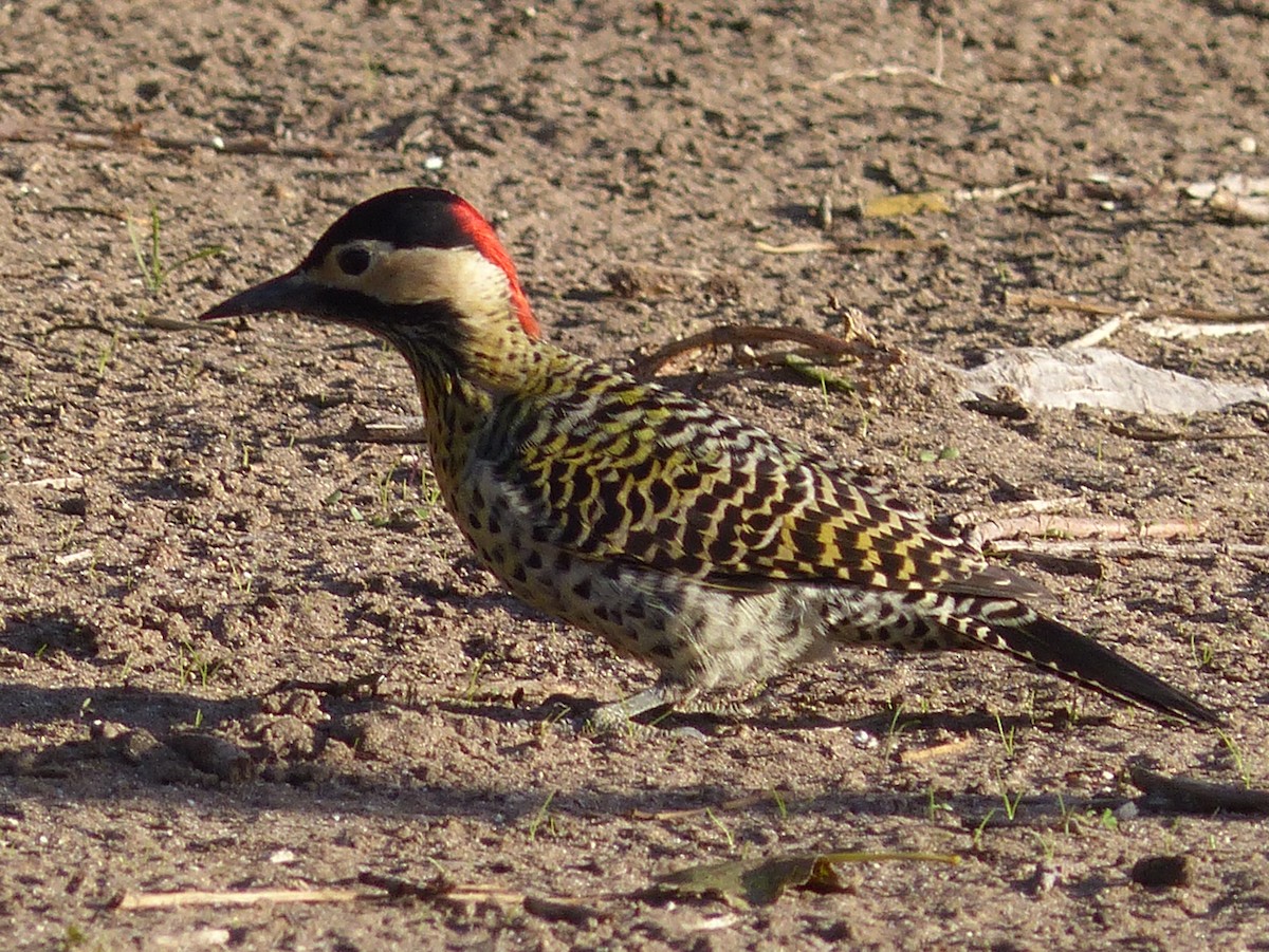 Green-barred Woodpecker - ML98618291