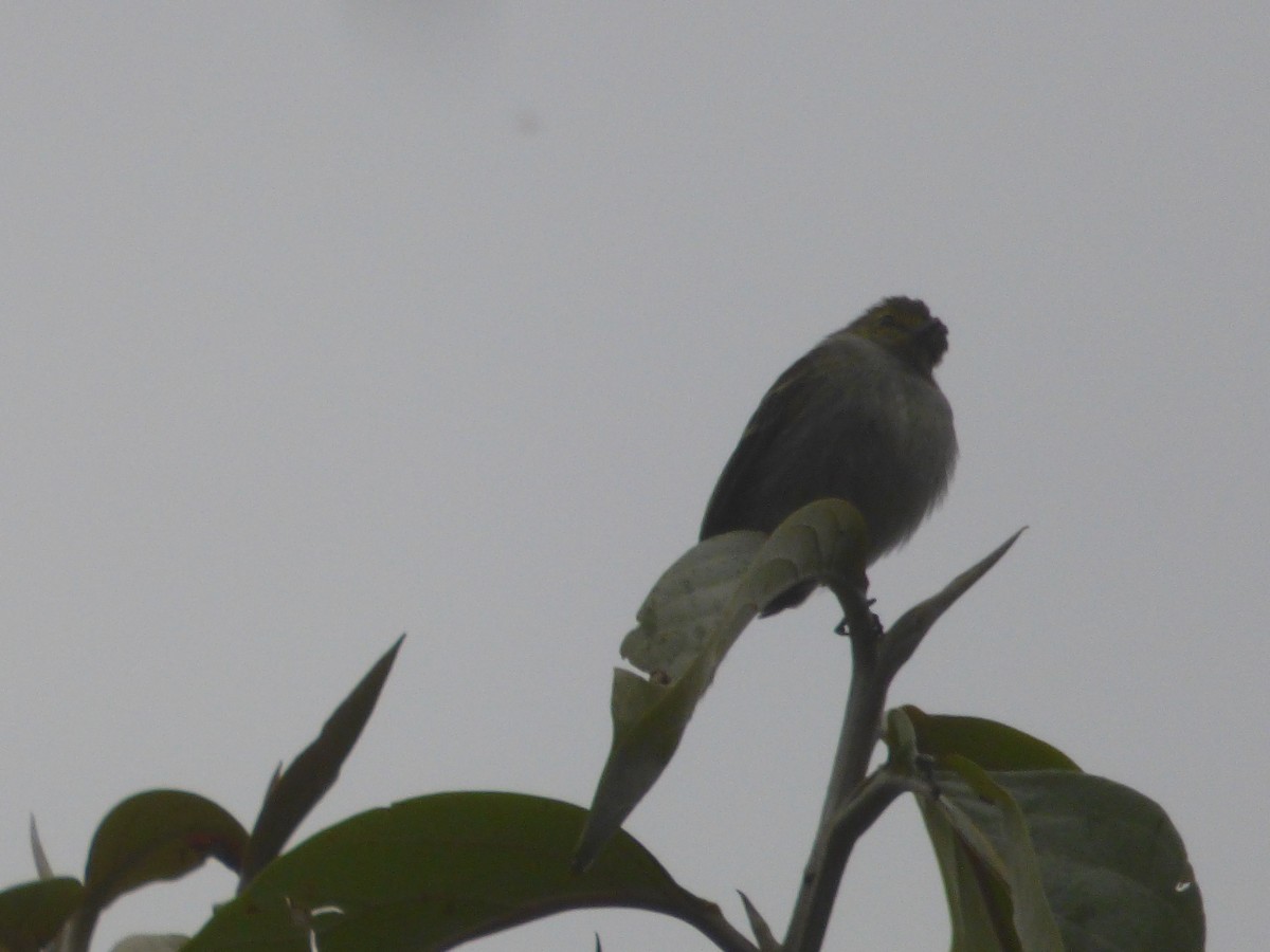 Golden-faced Tyrannulet - ML98619281