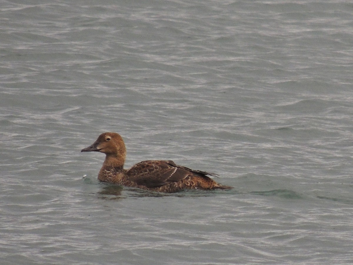 King Eider - ML98620031