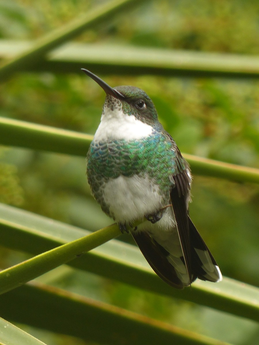 White-throated Hummingbird - ML98620721