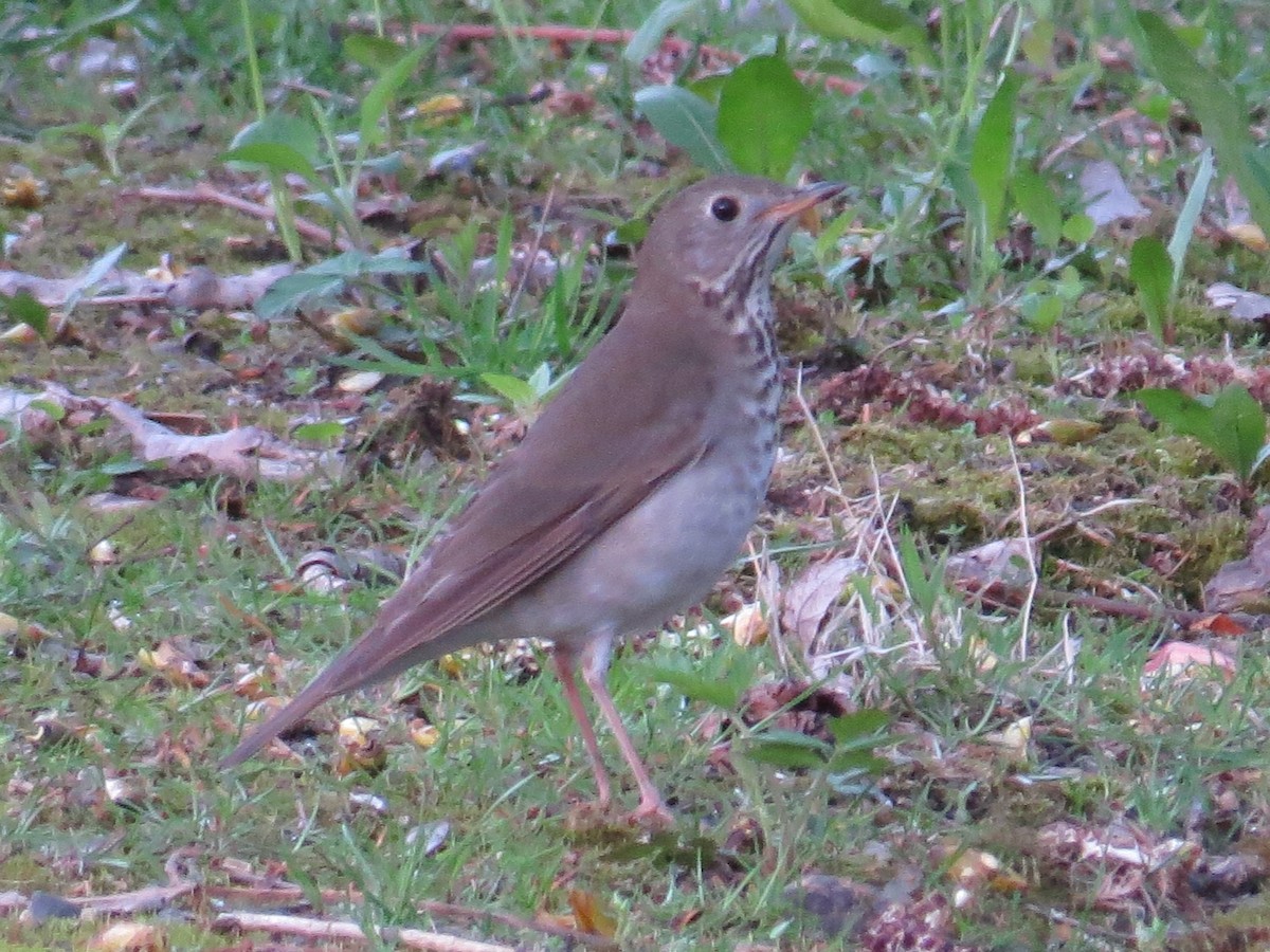 Gray-cheeked Thrush - ML98623211